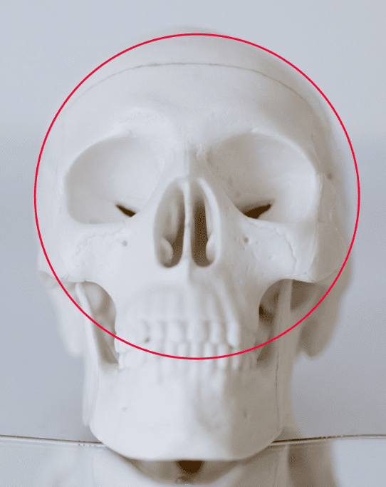 Crâne de face cercle dessin facil