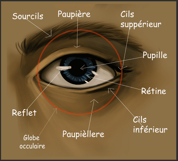 Dessiner les yeux anatomie