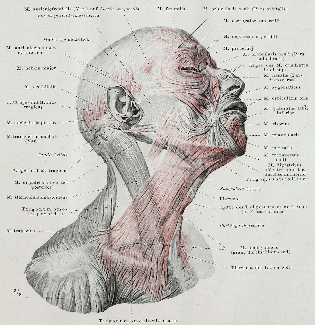 An anatomical illustration from the 1921